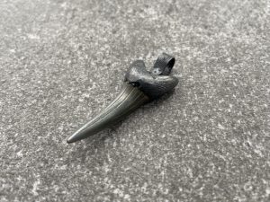 Blackened Silver Shark Tooth Pendant on Pouch